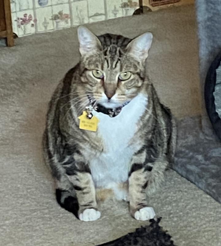 Instead of a deerhunter cap, this Sherlock has a colorful collar!