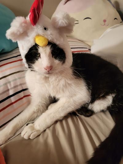 Cat chicken costume best sale