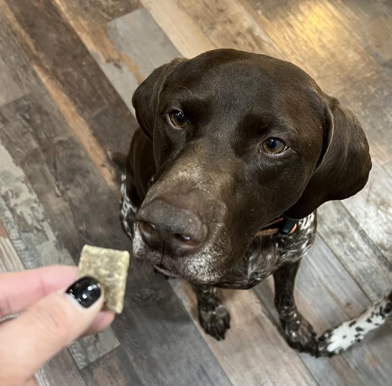 Gus has a sensitive stomach, but did great with these antelope treats.