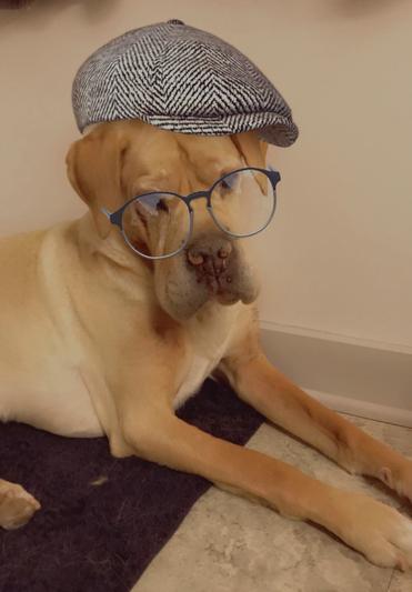 Chillin old man dog