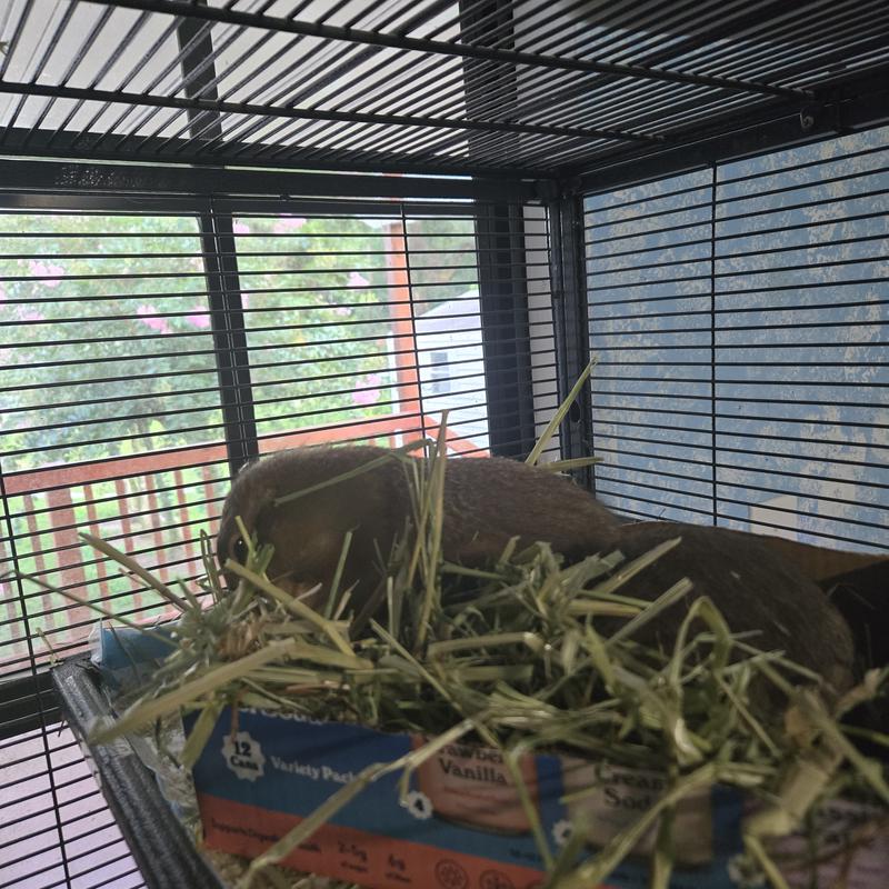 Happily munching away