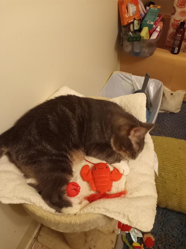 Sugar's special treat