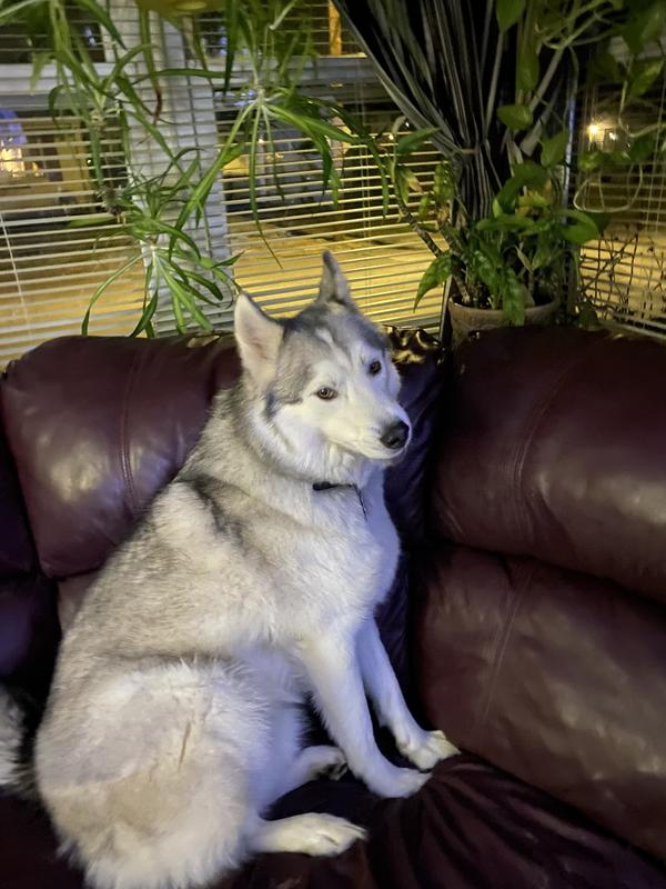 Loves watching people and animals going by