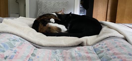Kitty cuddles