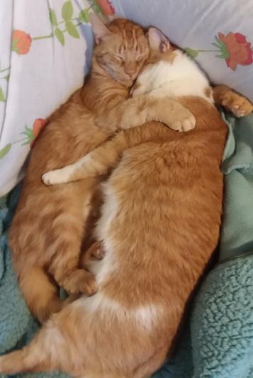 Opie and Andi...full bellies.