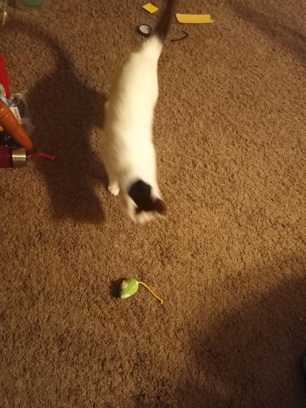 Bailey's on the prowl