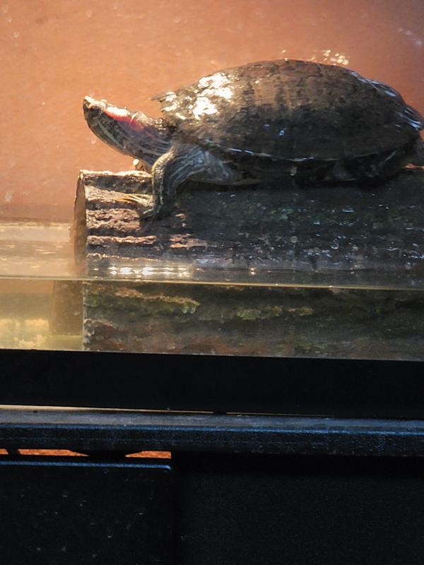 This is Martin our turtle for 15 yrs