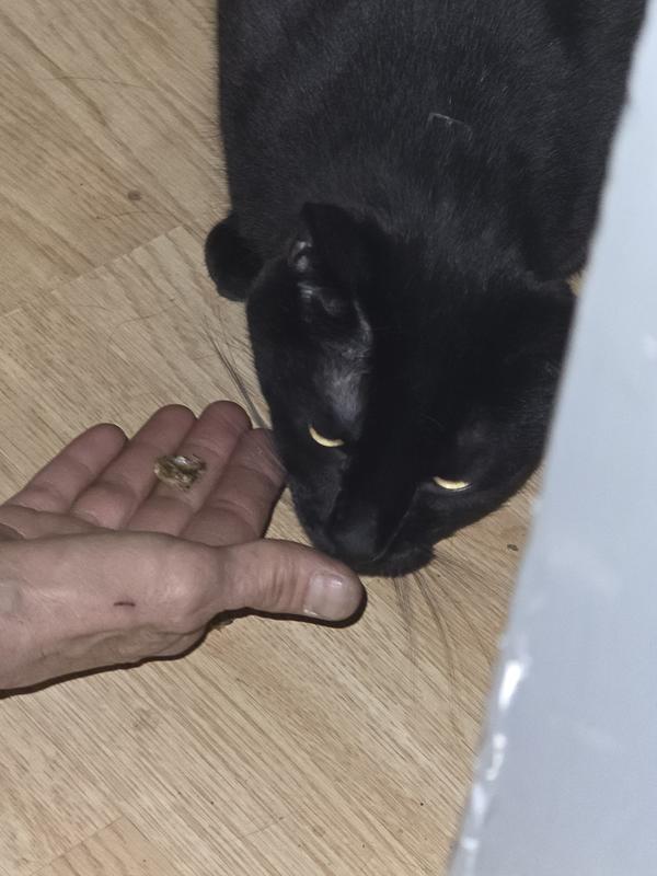 Binx checking for leftovers