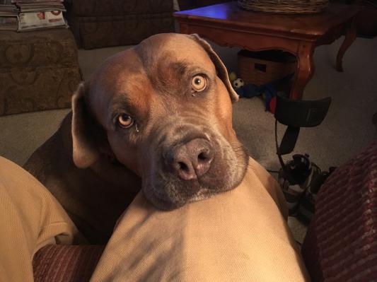 please pet me