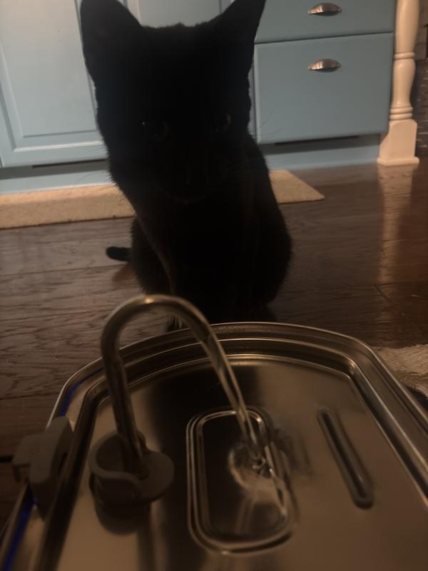 Our one black cat after drinking his share of water.