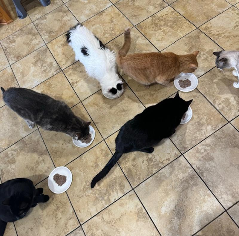 Action shot of my many kitties chowing down!