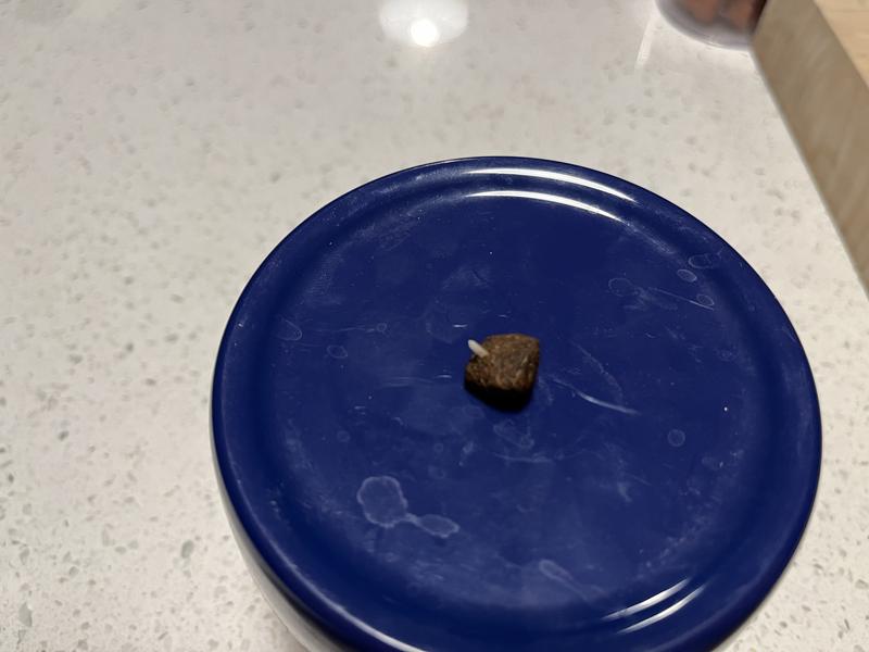 Bone in kibble