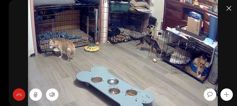 Littles settling in quicker and eat after treats are finished