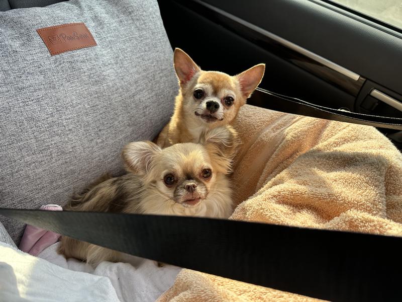 Coco and Daisy all comfortable in their car seat