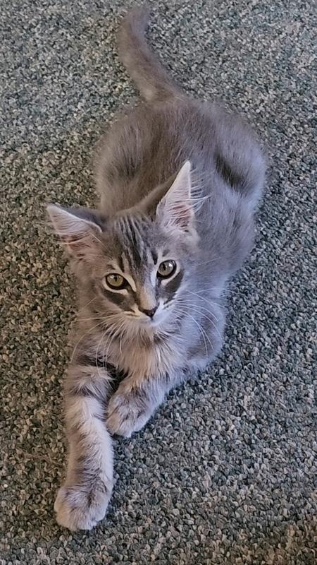 Baby Misty
