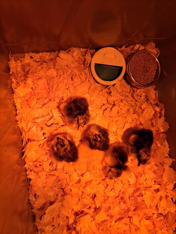 FARM INNOVATORS Still Air Digital Bird Incubator