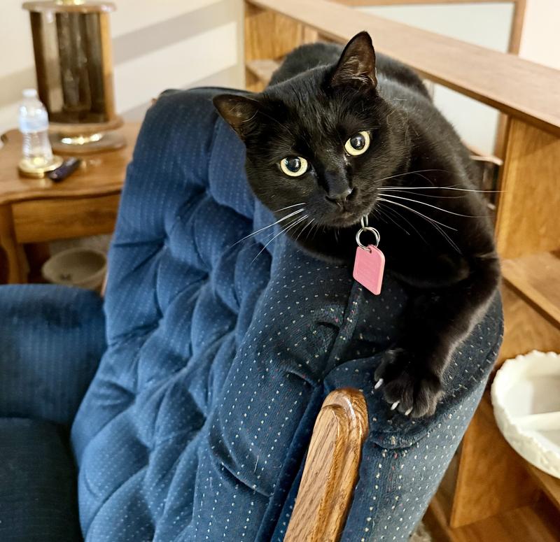 Hayden perched on the back of her favorite chair.