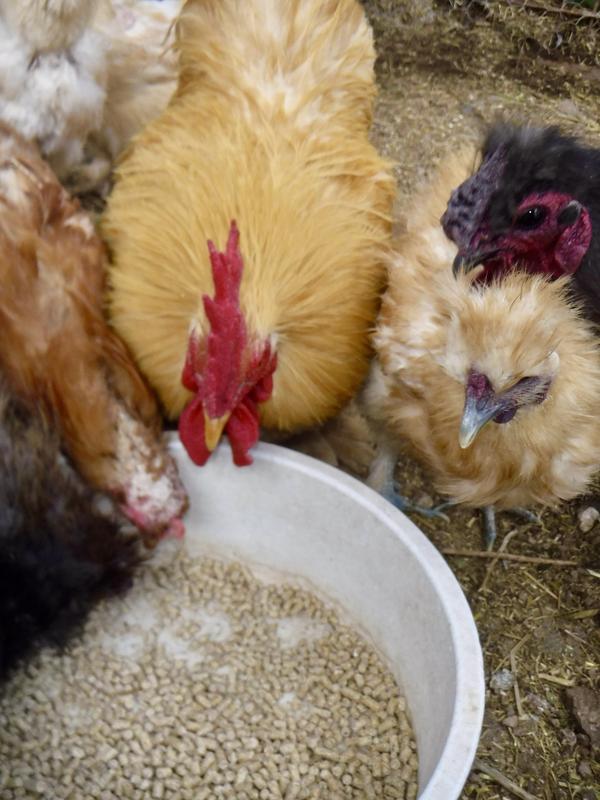 More banties enjoying their Home Fresh pellets.