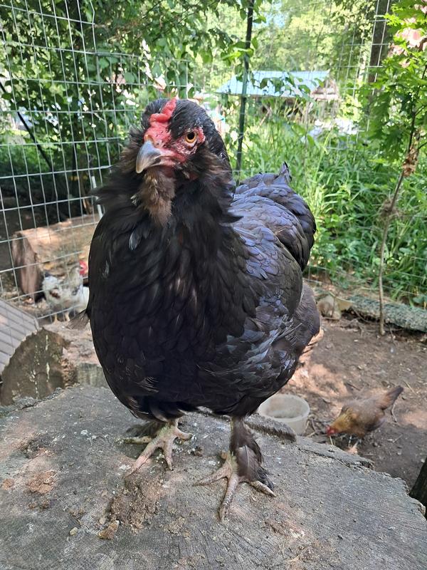 Penguin, a 11yr old Olive Egger who's arthritis is being managed with these berries!