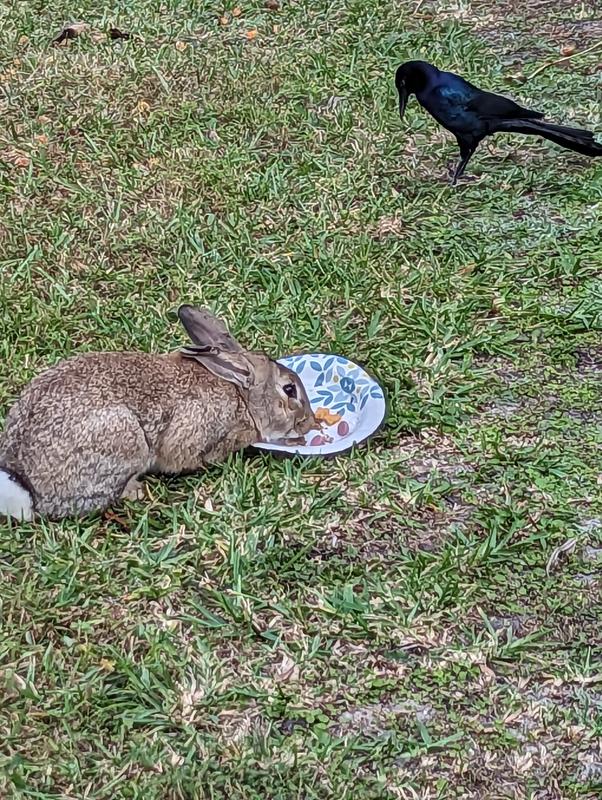 Wild rabbit