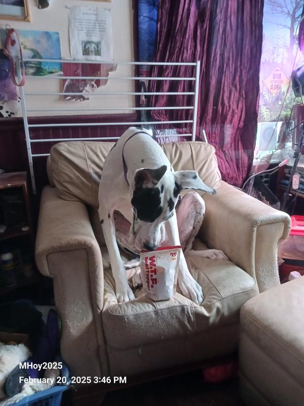 River, my 6 year old Harlequin Great Dane