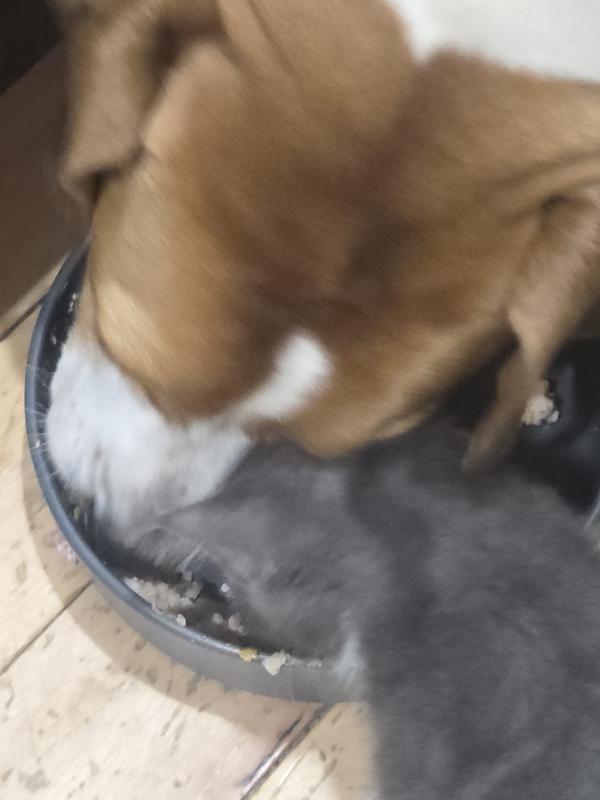 Even the kitten wanted it!!