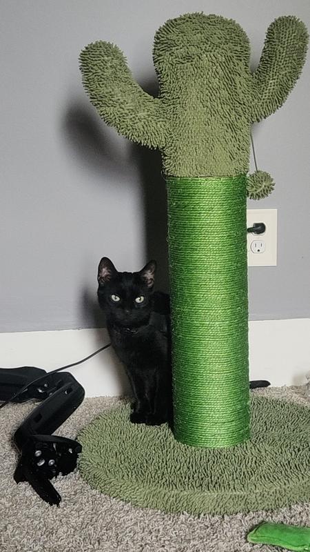 Cactus cat scratcher with pepper the cat(video available on tiktok @xiggyzag2)