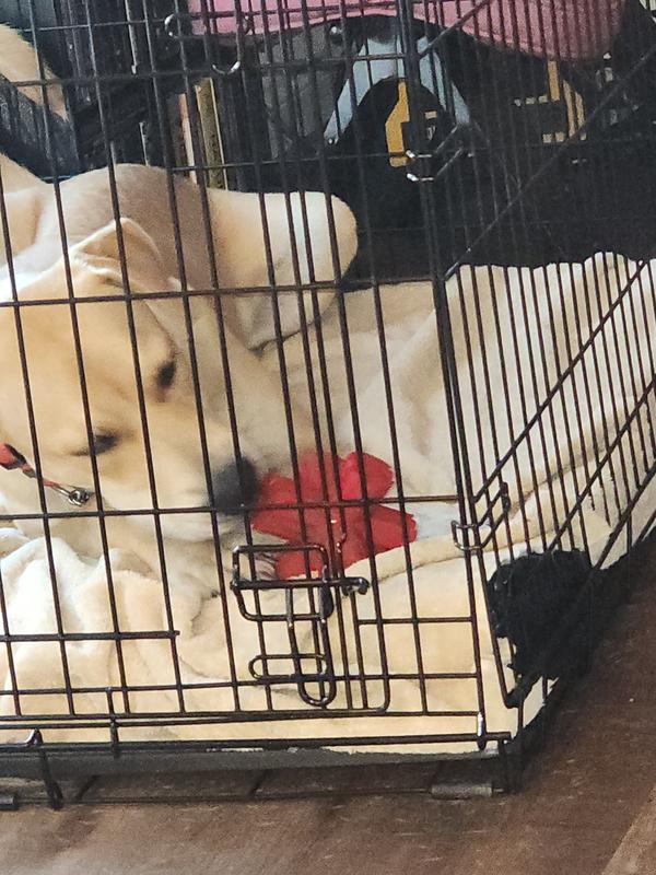 Kong dog crate reviews best sale