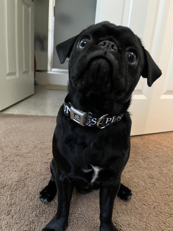 BUCKLE-DOWN Supernatural Join the Hunt Polyester Dog Collar