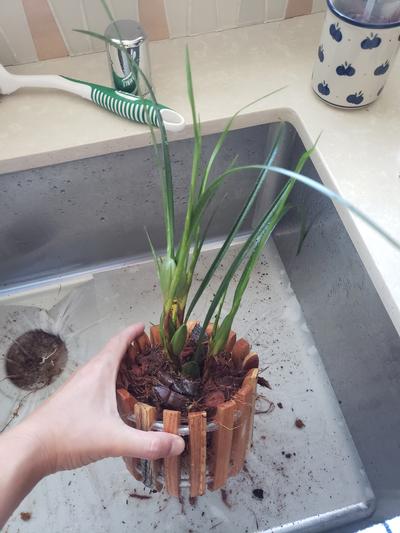 Maxillaria tenuifolia