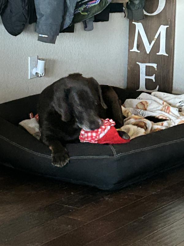 Bonnie Loving Valentines