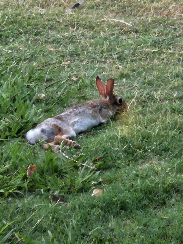bunny chilling