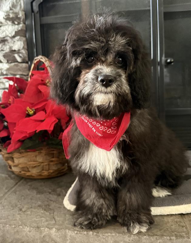 Works great for Miss Daisy!