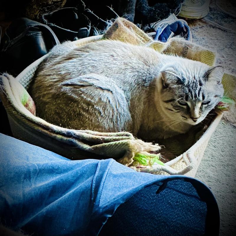 Lynx point approved! Gatita is a big girl and fits in this basket with room for a blanket!
