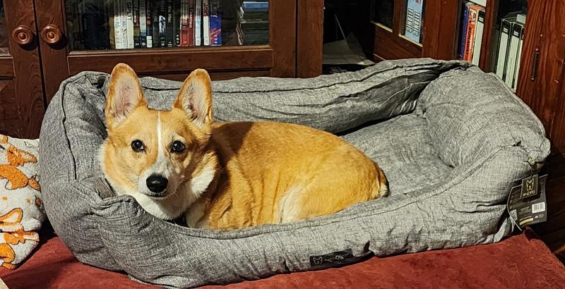 Tessa (9 years old corgi)