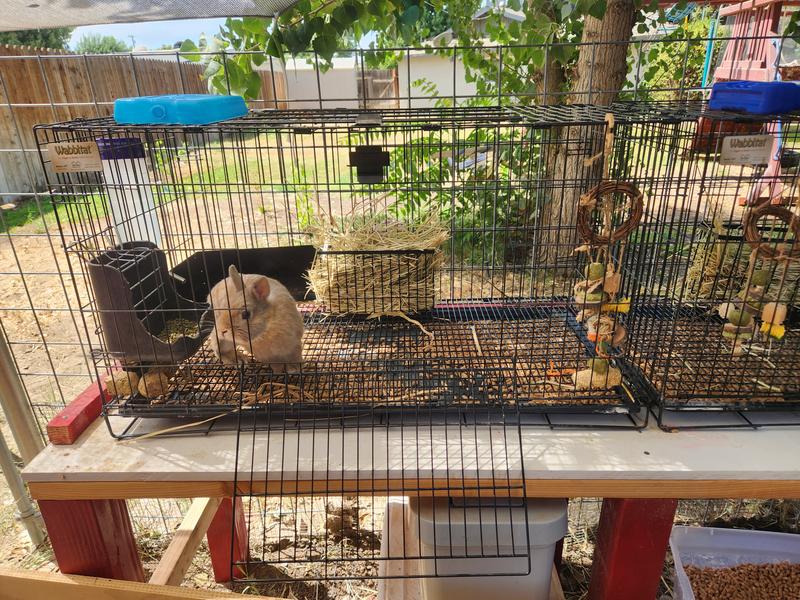 Wabbitat rabbit outlet cage