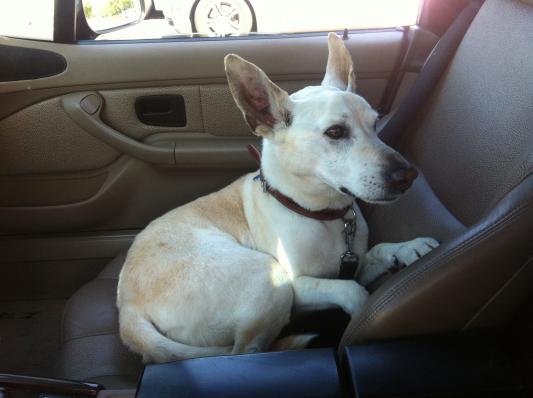 Schmoopy's driving