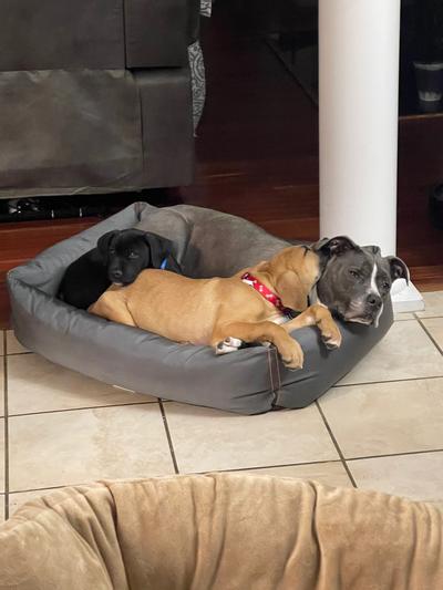 Mammoth Oblong Outdoor Dog Bed