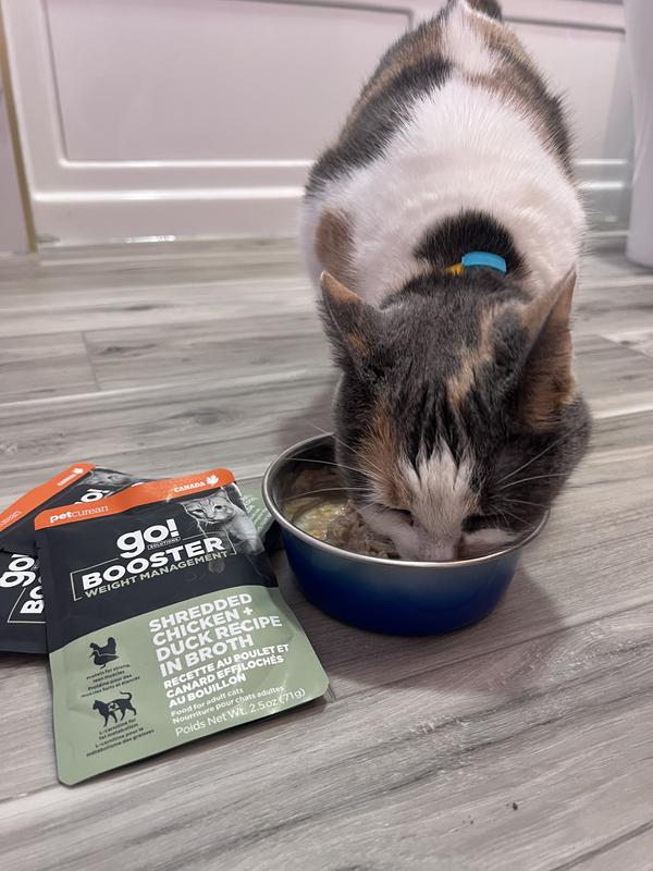 A dilute calico enjoys a bowl of Go! Solutions Booster Weight Management wet food in the flavour Shredded Chicken + Duck Recipe.  Packets of the product lay beside the bowl.