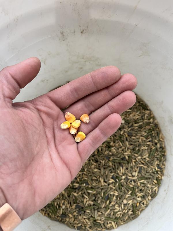 Usually get anywhere from 15-20 kernels in each serving.