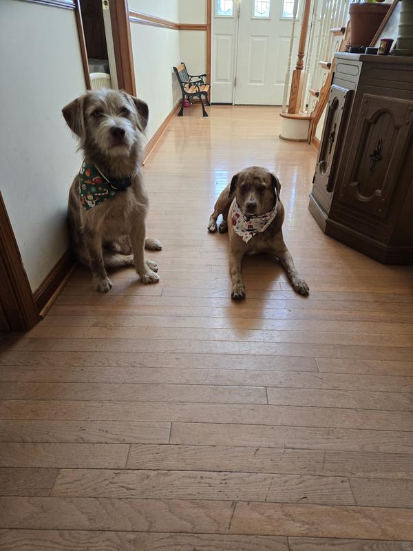 Cooper and Coco after dinner of Redbarn Hearty Stew