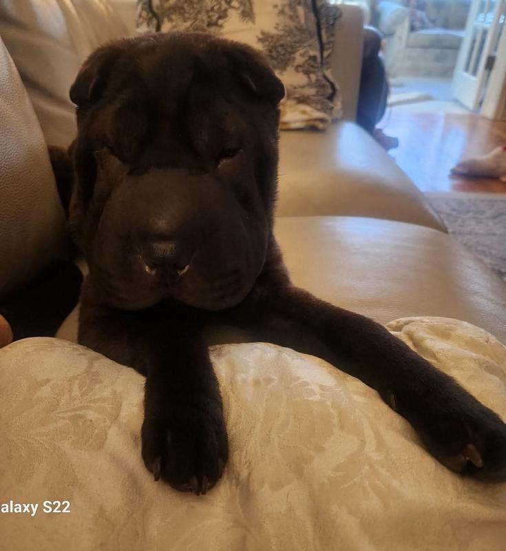 Lei Lee loves Jinx Salmon.