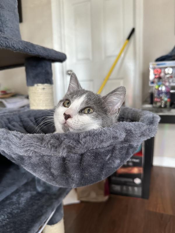 YAHEETECH Multi-Level 67-in Cat Tree, Dark Gray - Chewy.com