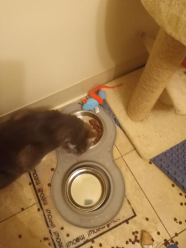 Sugar loves her meal time