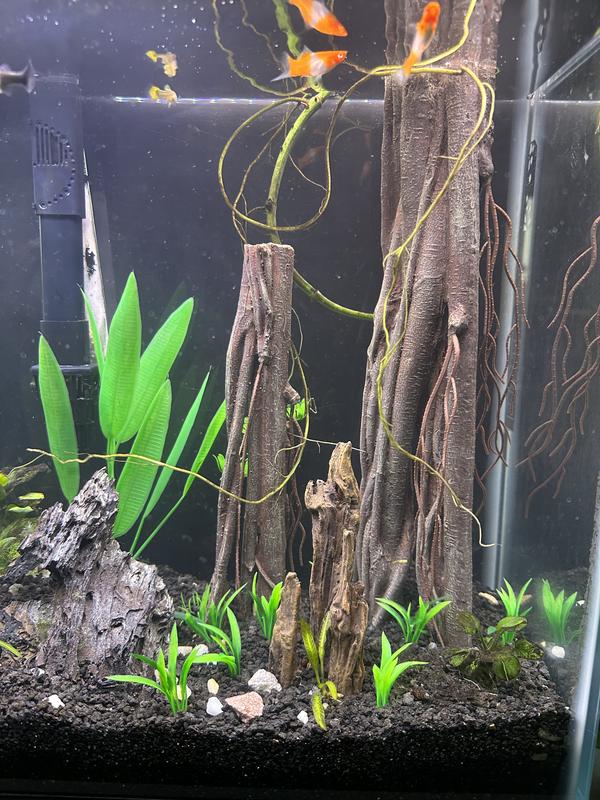 Mangrove root hotsell aquarium decoration