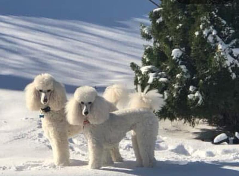 Happy, energetic poodles!