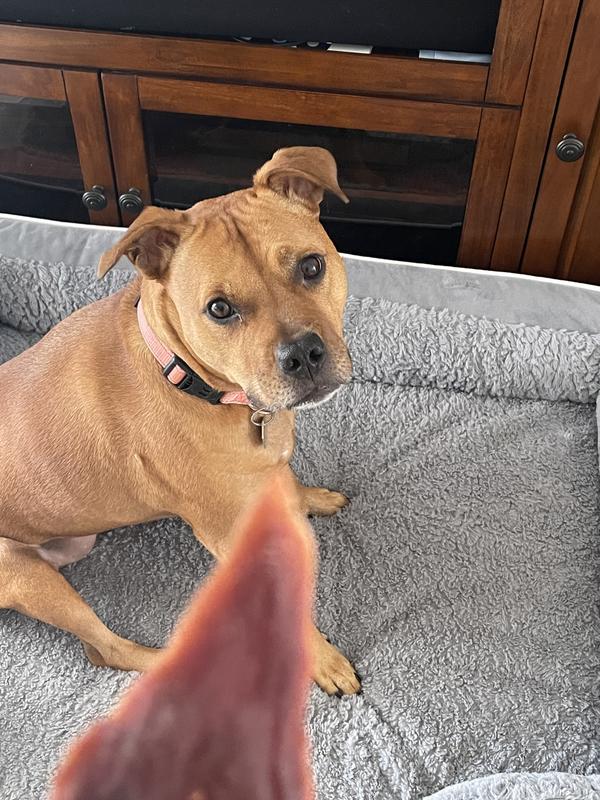 Terra the Pitbull eye balling the treat