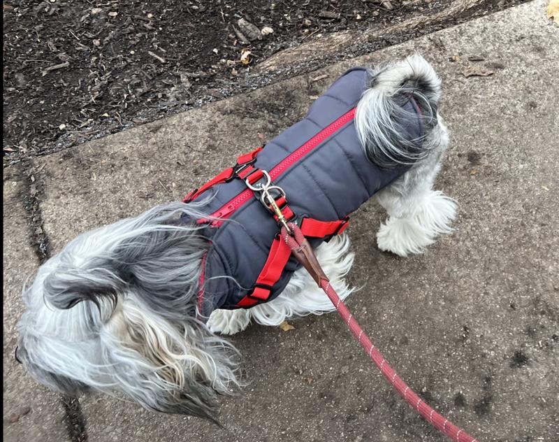 perfect fit L for 13 lb dog