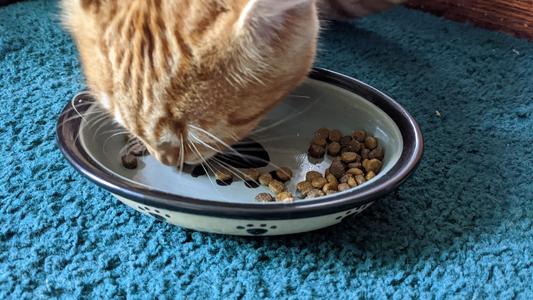 Cat eating out of bowl