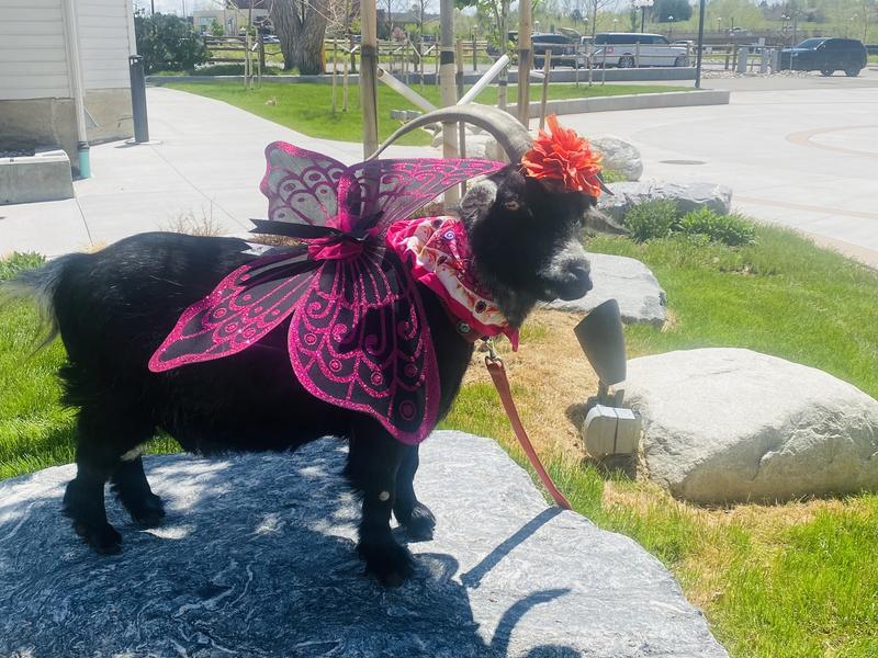 Heidi Von Trapp approved product!